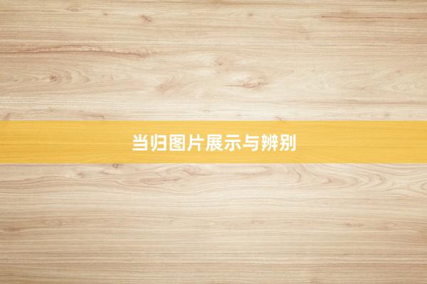 当归图片展示与辨别
